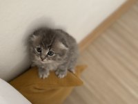 Sağlıklı British Longhair