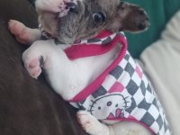 FRENCH BULLDOG