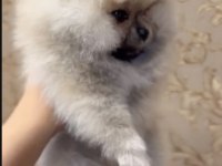 POMERANİAN BOO TEDDY BEAR ORANGE