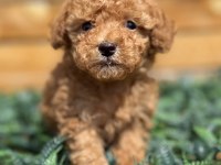 Toy Poodle Yavrularımız