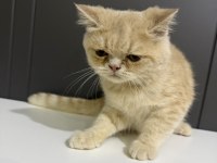 3 aylık british shorthair kedimiz