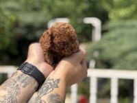 EXOTIC PET CLUB MICRO POODLE