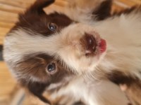 Border Collie Yavrular