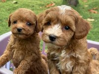 Aşılı Pasaportlu Mikroçipli Maltipoo Yavrularımız 
