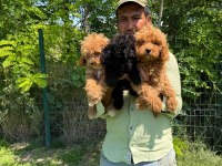 Maltipoo yavrular bir birinden tatlılar