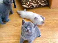 Scottish ve british shorthair yavrular yuvalarını bekliyor