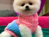 Orjinal Pomeranian boo