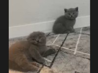 SAGKAN AYI SURAT GRİ YAVRU KEDİLER
