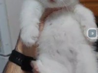 British shorthair kedimiz
