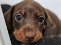 Kısa Tüylü Mini Dachshund Sosis Yavrular