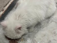 1,5 yaşında yakışıklı longhair erkek kedimiz
