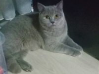 2,5 Aylık Yaz Şekeri British Shorthair