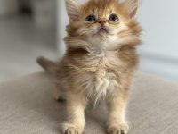 By11 british longhair çocuklar