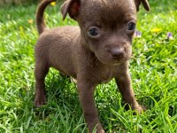 Chihuahua şivava bebekler