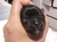 Yorkshire terrier bebekler