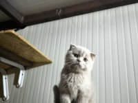 Sevimli scottish fold oğlumuz
