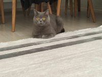 Ücretsiz Sahiplendirme 3 Yaşında Kedimiz
