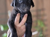 Cane Corso Yavruları