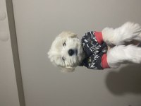 1 erkek ve 1 dişi yavru köpeğimiz