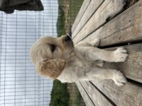 Baby face safkan golden retriever yavrular