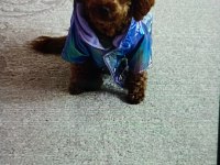 Acil Toy Poodle