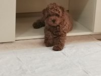 Toy poodle red brown orjinal