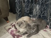 2 AYLIK SCOTTISH FOLD KEDILER