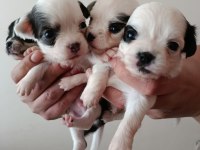 Anne altında A kalite chihuahua yavrular