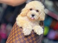 MALTİPOO BEBEK (KÜTAHYA EXUMA PET CENTER)