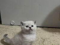 Pamuk şekerlerim british shorthair