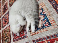 British shorthair tatlı yavrumuz