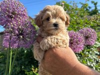 EVİNİZE NEŞE KATACAK MALTİPOO YAVRULARI