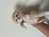 scottish fold yavru kedi
