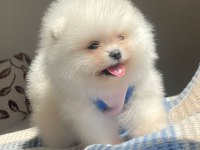 A Kalite Pomeranian Boo Yavrular