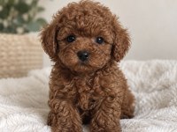 Türkiyenin En Büyük Poodle Evi