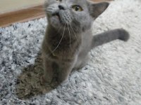 Kızımızı sahiplendiriyoruz british shorthair