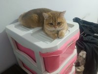 British Shorthair ny12 Safkan