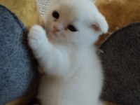 Scottish fold yavru