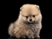 Pomeranian Boo 50 Günlük