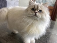 British longhair lynx point dişi