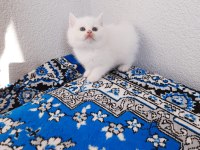 2 Aylık British Shorthair Beyaz Yavrular