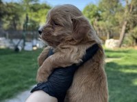 En kaliteli maltipoo yavruları