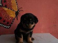 53 günlük koca kafa rottweiler yavrular son 3 dişi