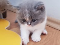 Muhteşem güzellikte scottish fold yavrularımız