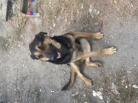 oyuncu gecemiz alman kurdu