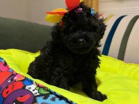 Siyah inci poodle bebekler