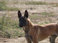 FCI A Şecere Malinois