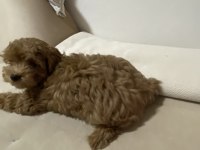 A KALİTE MALTİPOO