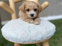 Teacup tuvalet eğitimli maltipoo bebekler