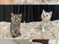 2 aylık british shorthair kedilerime yuva arıyorum